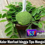 Daun Kelor Manfaat hingga Tips Mengolahnya