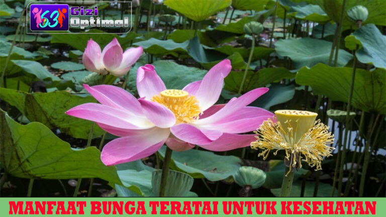Manfaat Bunga Teratai untuk Kesehatan