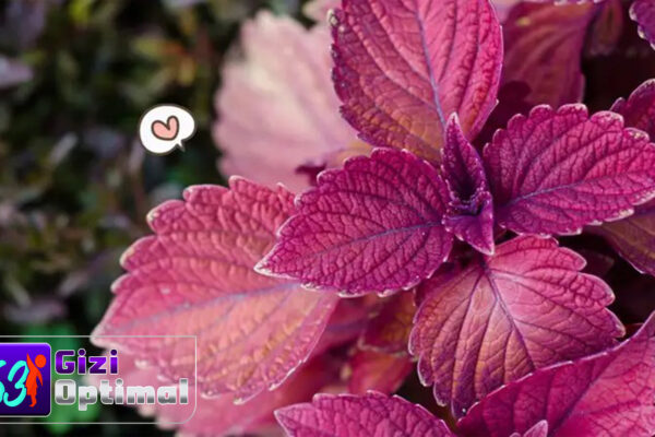 Daun Shiso Merah untuk Menjaga Kebersihan Tubuh Daun Shiso Merah untuk Menjaga Kebersihan Tubuh