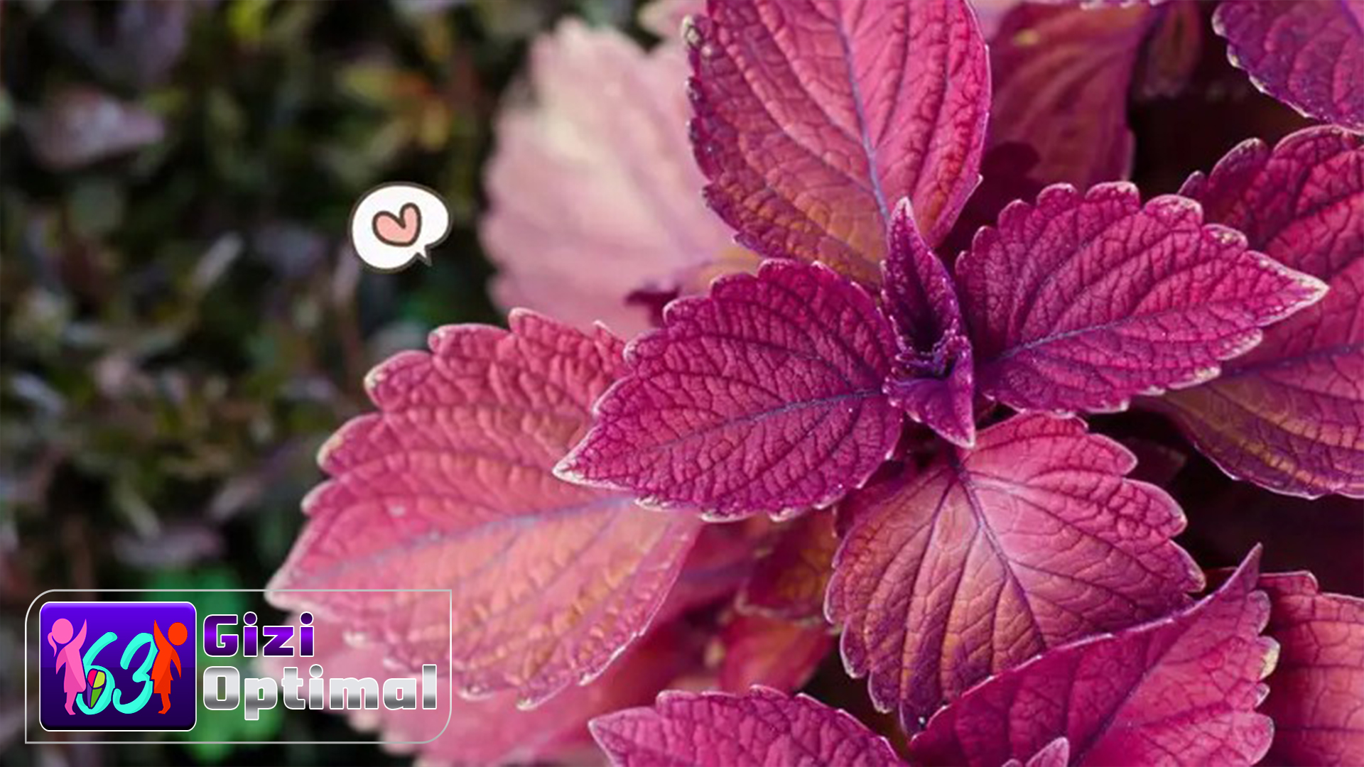 Daun Shiso Merah untuk Menjaga Kebersihan Tubuh