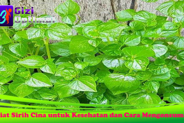 Khasiat Sirih Cina untuk Kesehatan dan Cara Mengonsumsinya Khasiat Sirih Cina untuk Kesehatan dan Cara Mengonsumsinya