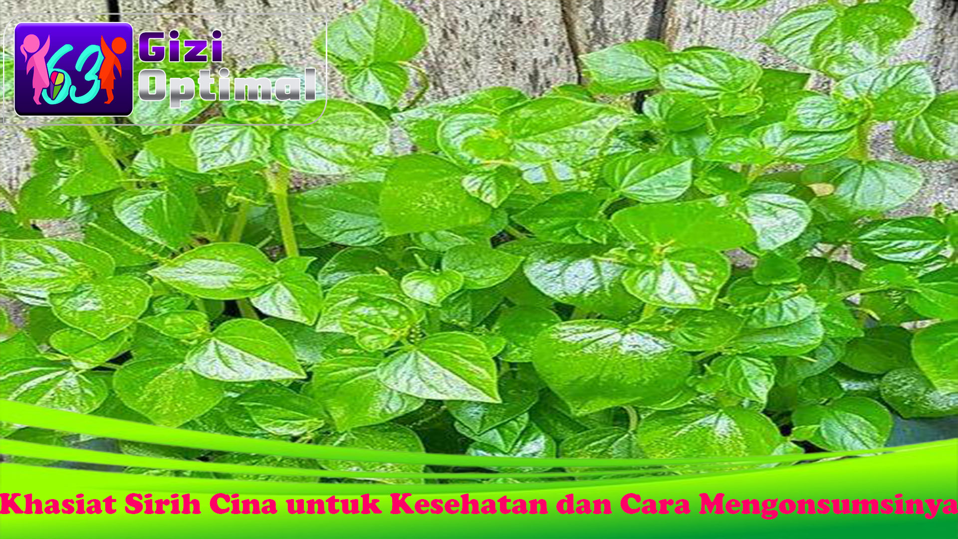 Khasiat Sirih Cina untuk Kesehatan dan Cara Mengonsumsinya