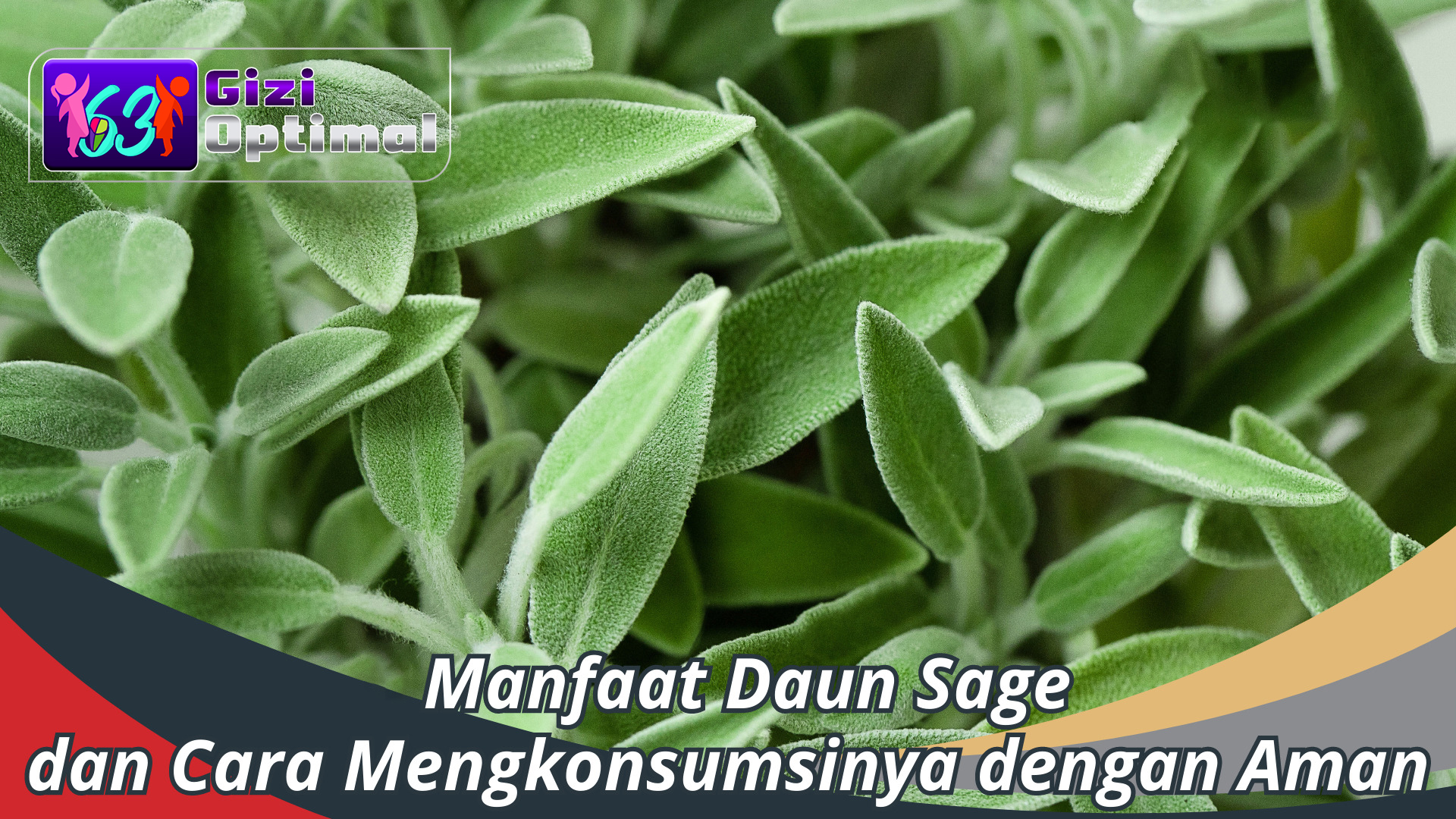 Manfaat Kesehatan Daun Sage