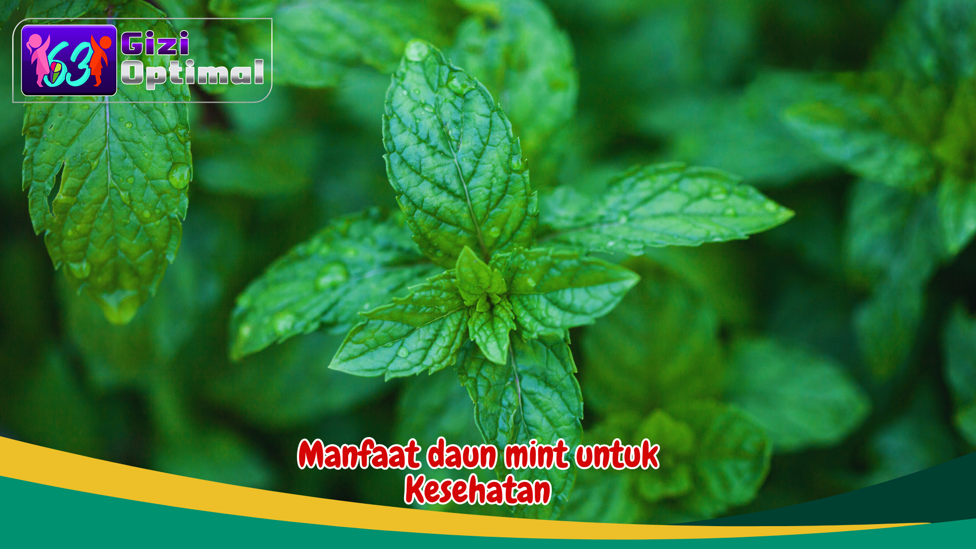 Manfaat Daun Mint untuk Kesehatan