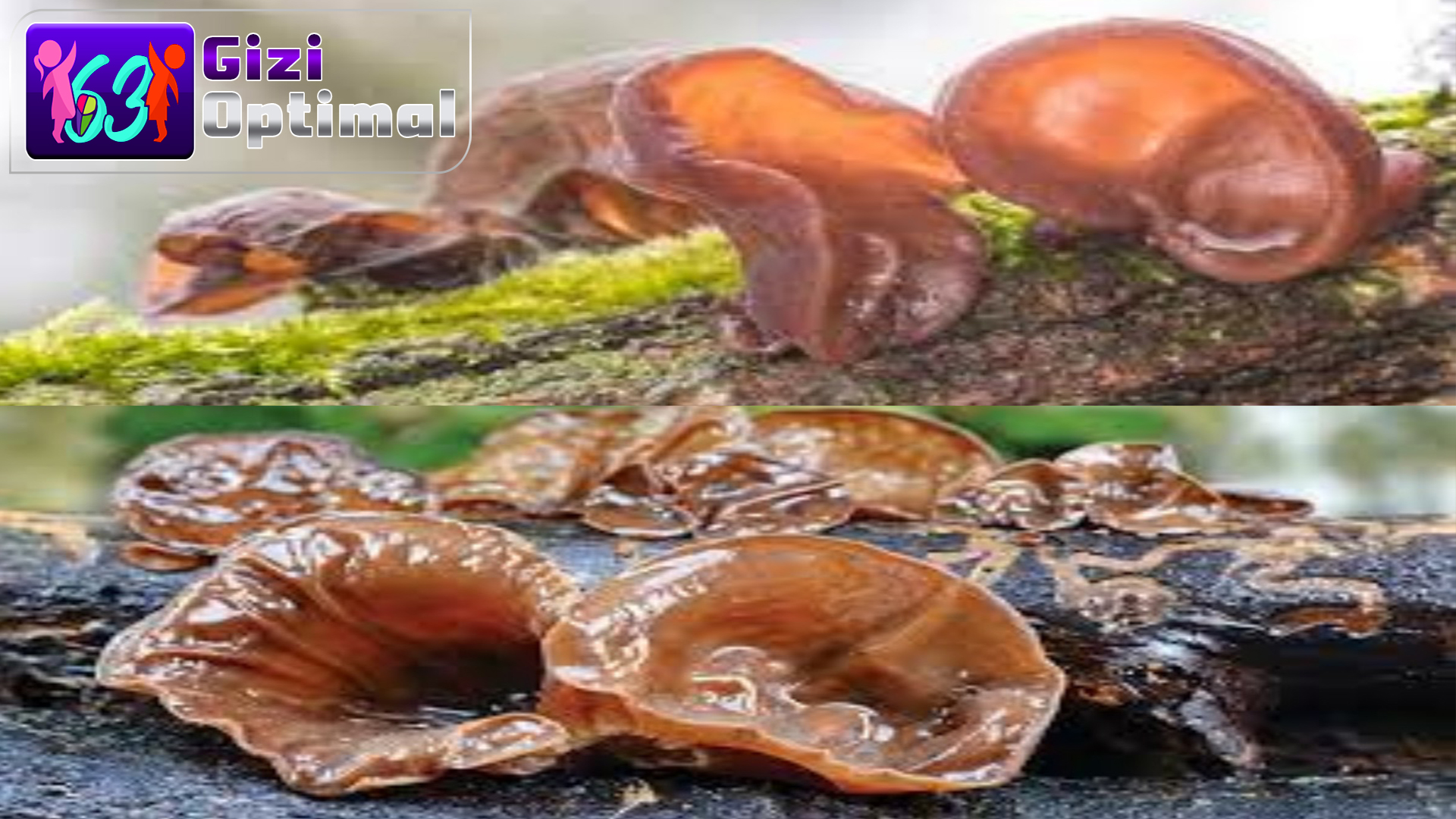 Manfaat Jamur Kuping bagi Kesehatan, Sayang Untuk Dilewatkan